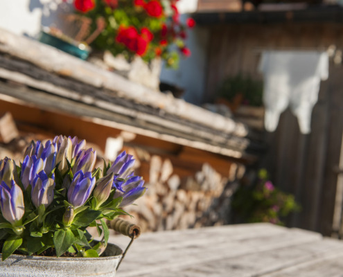 Blumen auf der Alm