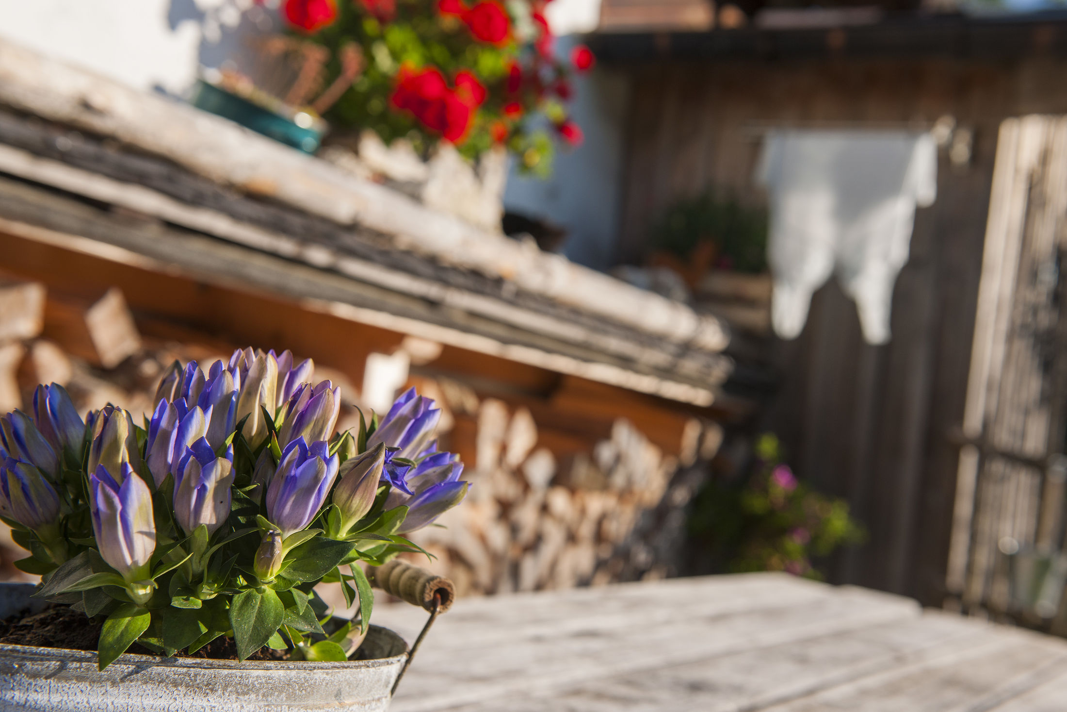 Blumen auf der Alm