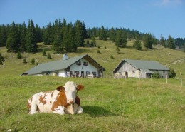 Hofbauern-Alm