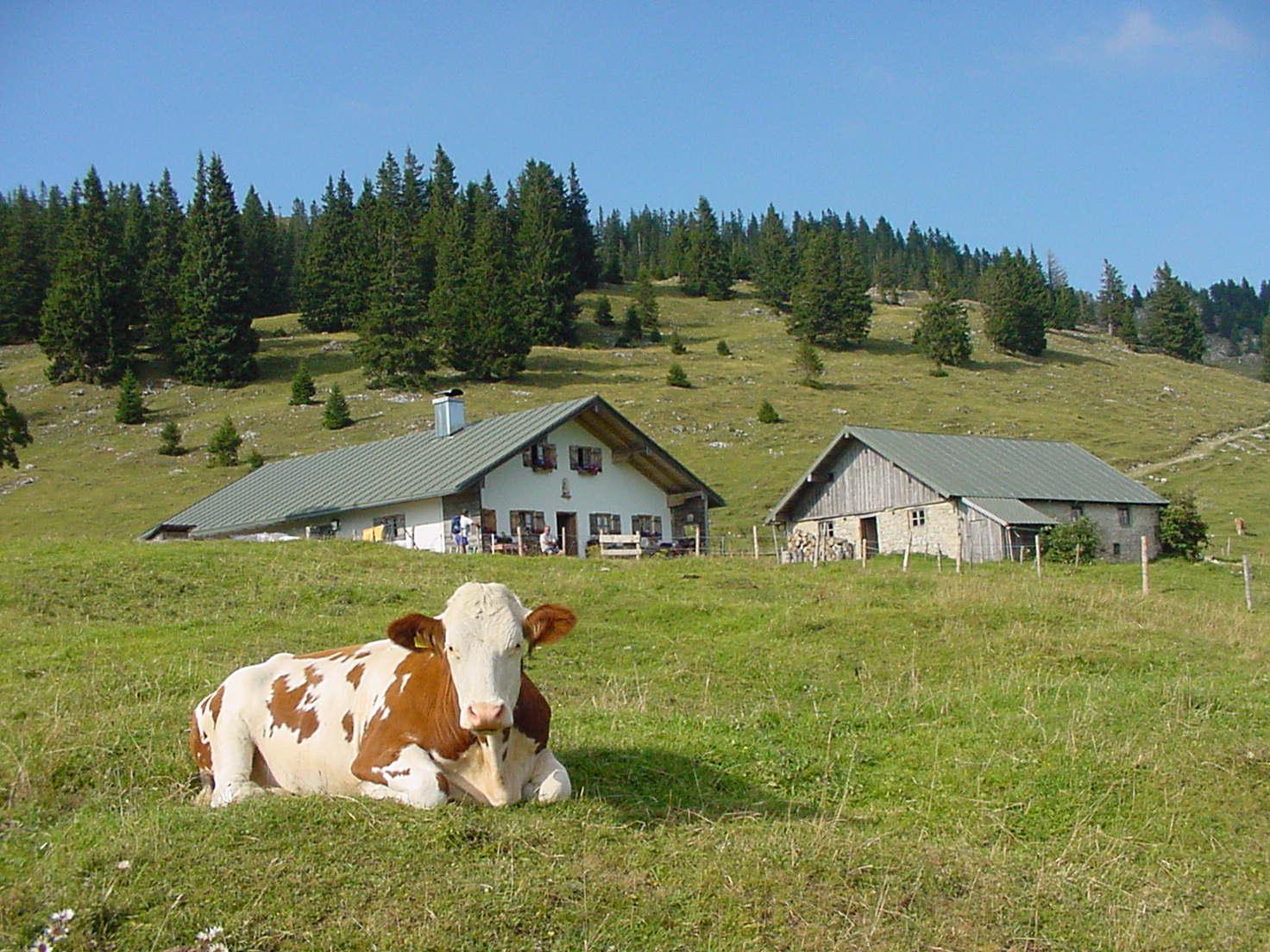 Hofbauern-Alm