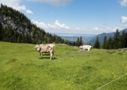 Blick zum Chiemsee