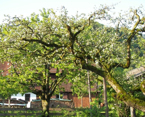 Obstgarten