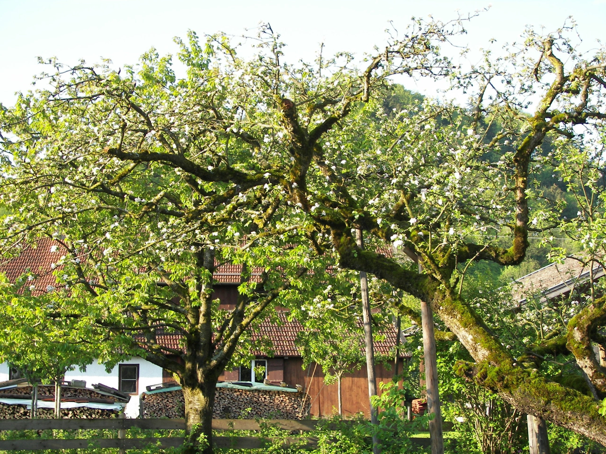 Obstgarten