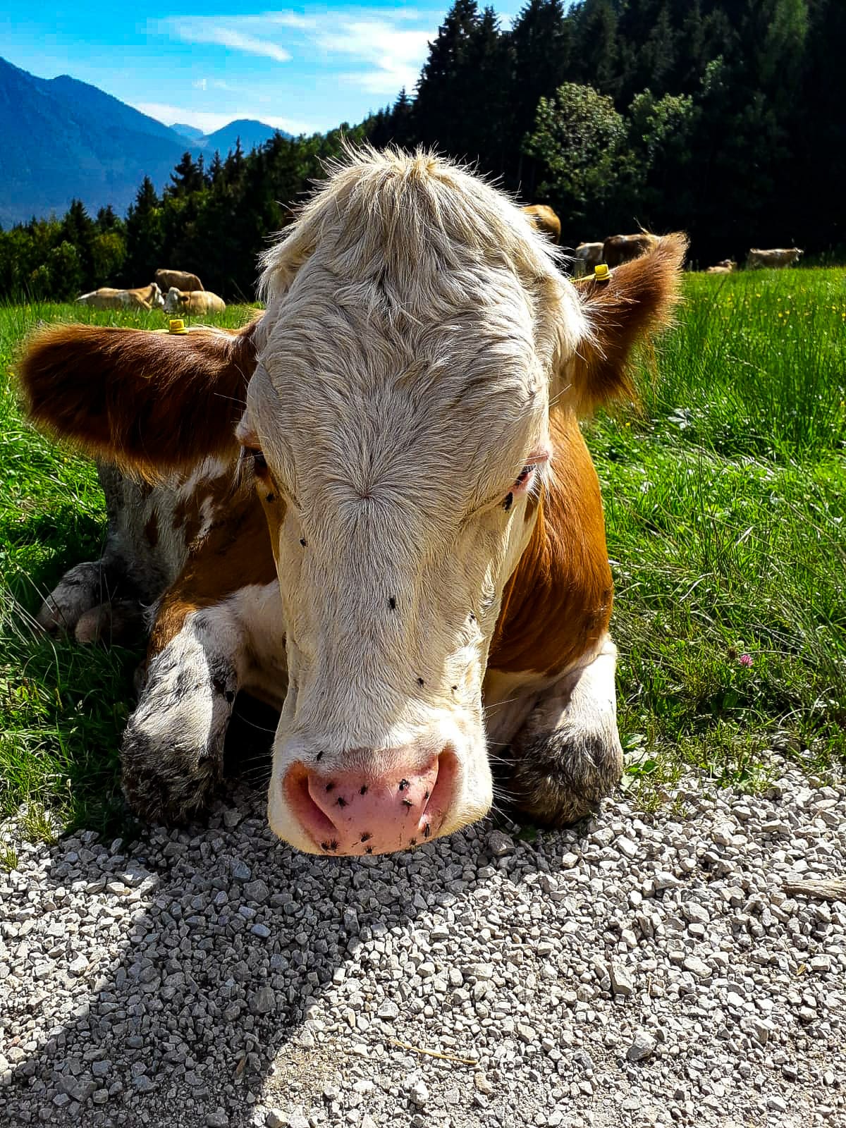 Kuh auf der Alm