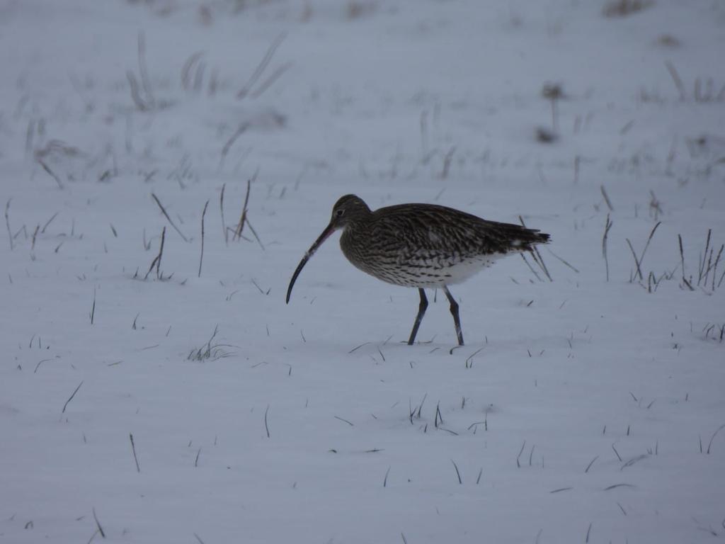 Großer Brachvogel, Wiesenbrüter im Staudach-Egerndacher Moor