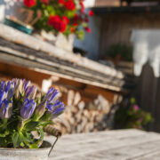 Blumen auf der Alm