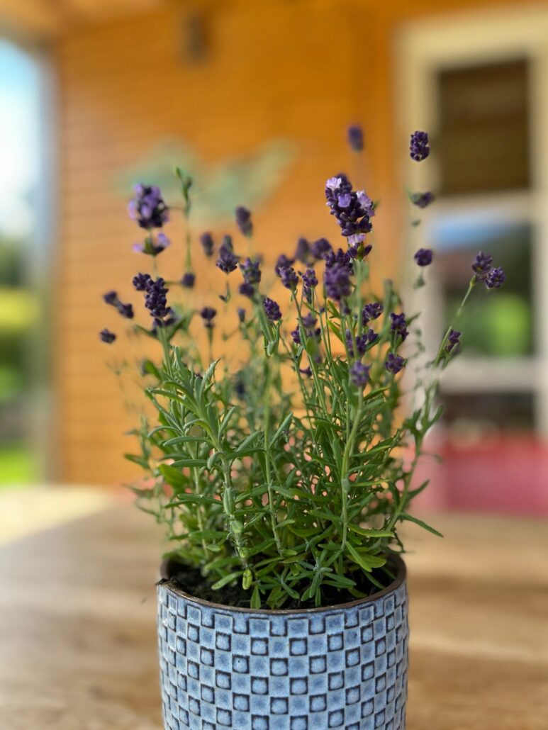 Lavendel im Blumentopf