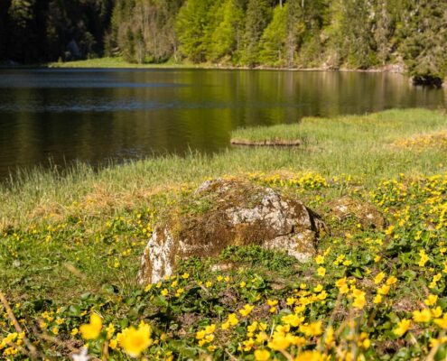 Taubensee im Sommer