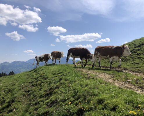 ... Bergradltour übers Rottauer Tal ...