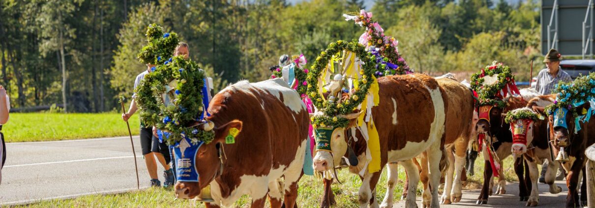 Almabtrieb im Achental