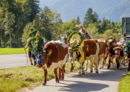 Almabtrieb im Achental