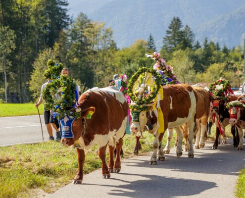 Almabtrieb im Achental