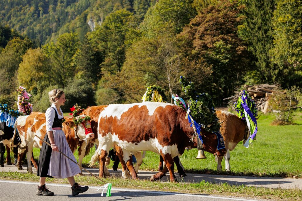 Almabtrieb im Achental