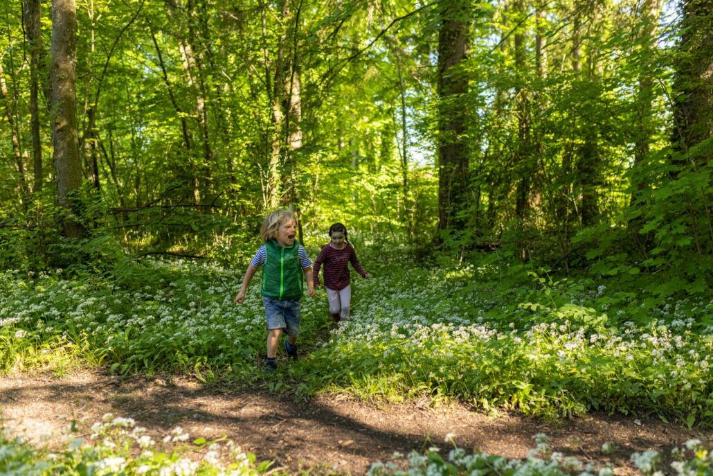 Bärlauch, Frühling im Achental